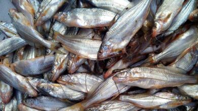 महासमुंद : ग्रामीण स्वरोजगार प्रशिक्षण संस्थान में मछली पालन एवं मशरूम उत्पादन प्रशिक्षण के लिए सुनहरा अवसर