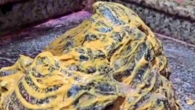 ओंकारेश्वर में दर्शन व्यवस्था में बदलाव, अब VIP दर्शन केवल प्रोटोकॉल के तहत