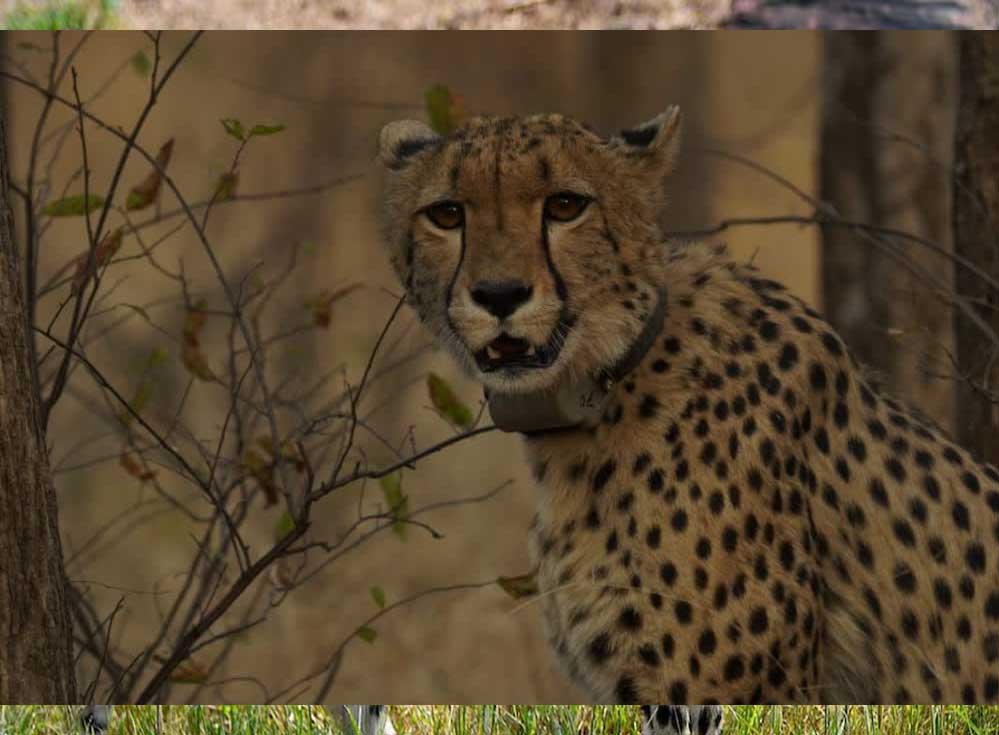 मध्य प्रदेश में चीता प्रोजेक्ट को लगा झटका, कूनो नेशनल पार्क में माता चीता नभा की हुई मौत