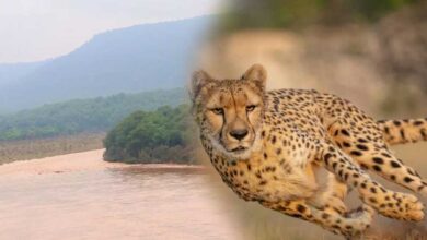 कूनो में बारिश बनी चीतों के लिए चुनौती, दलदल में फंसने का खतरा बढ़ा