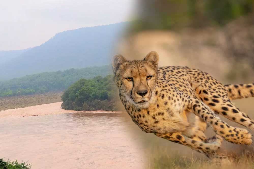 कूनो में बारिश बनी चीतों के लिए चुनौती, दलदल में फंसने का खतरा बढ़ा