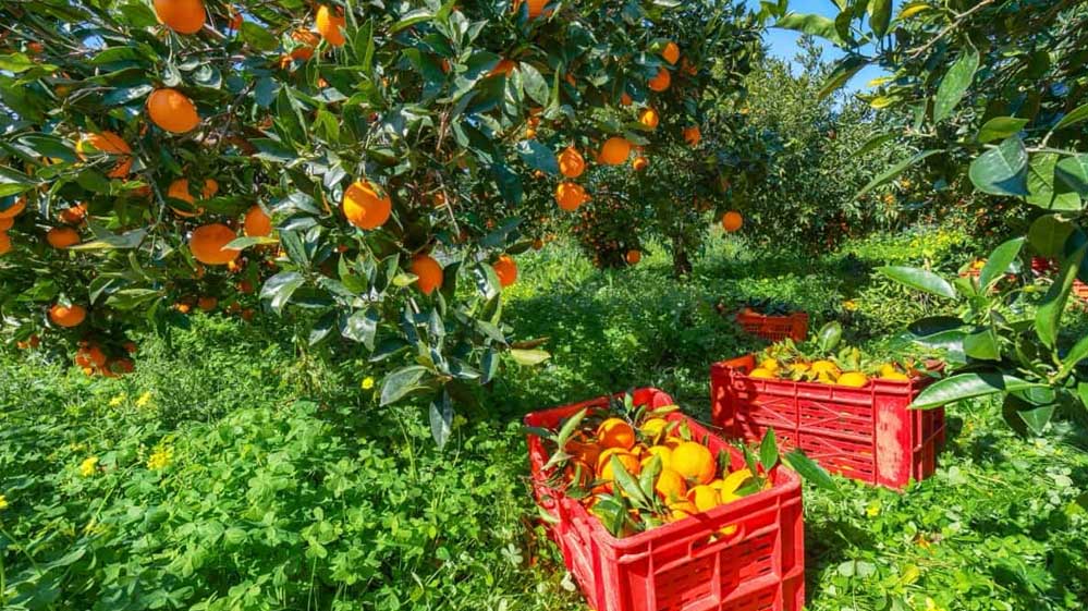 इजराइल के वैज्ञानिक किसानों को बताएंगे संतरे की खेती करने के तरीके, संतरे भेजेंगे विदेश