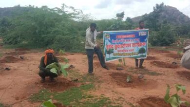वन विभाग द्वारा वृक्षारोपण का कार्यक्रम किया गया