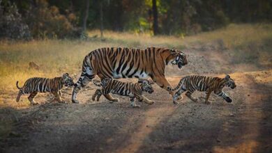 दुर्गावती टाइगर रिजर्व में शिकारियों की गतिविधियों पर नजर रखने के लिए 650 से अधिक ट्रैप कैमरे, 35 वॉच टॉवर, 40 पेट्रोलिंग कैंप