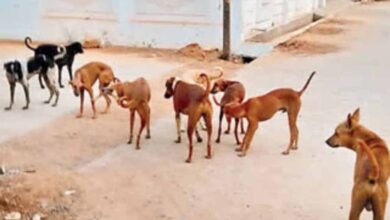 अमेठी में कुत्तों का कहर! 6 महीने में 18,907 लोगों को बनाया शिकार