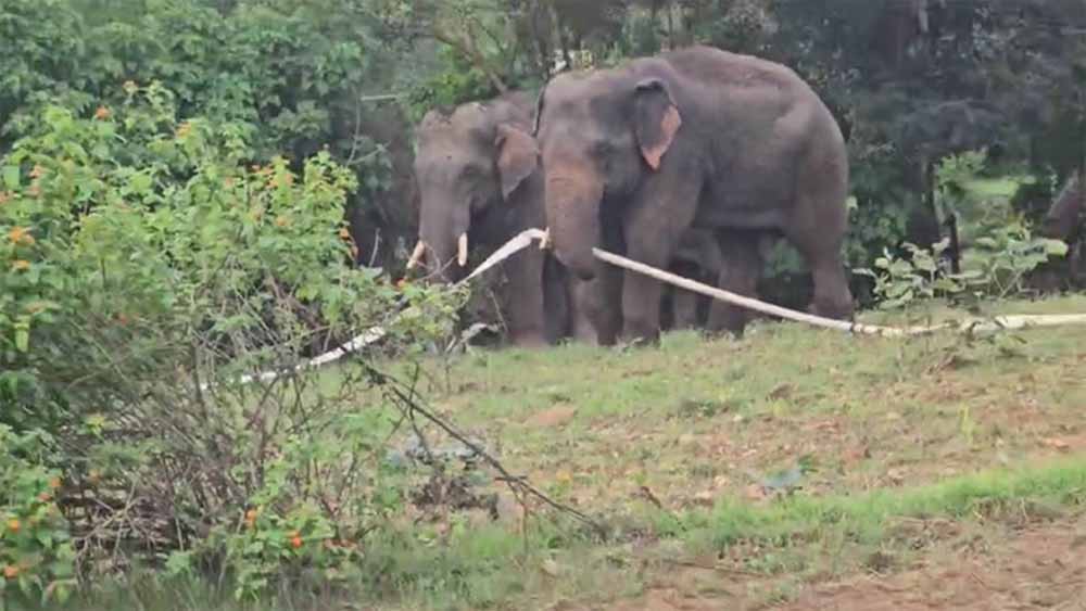 बुढ़ार में फिर घुसे जंगली हाथी: कई घरों में की तोड़फोड़, ग्रामीणों में दहशत