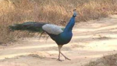 मध्य प्रदेश के झाबुआ में 11 मोरों की मौत, कीटनाशक से जहरीला भोजन बना कारण