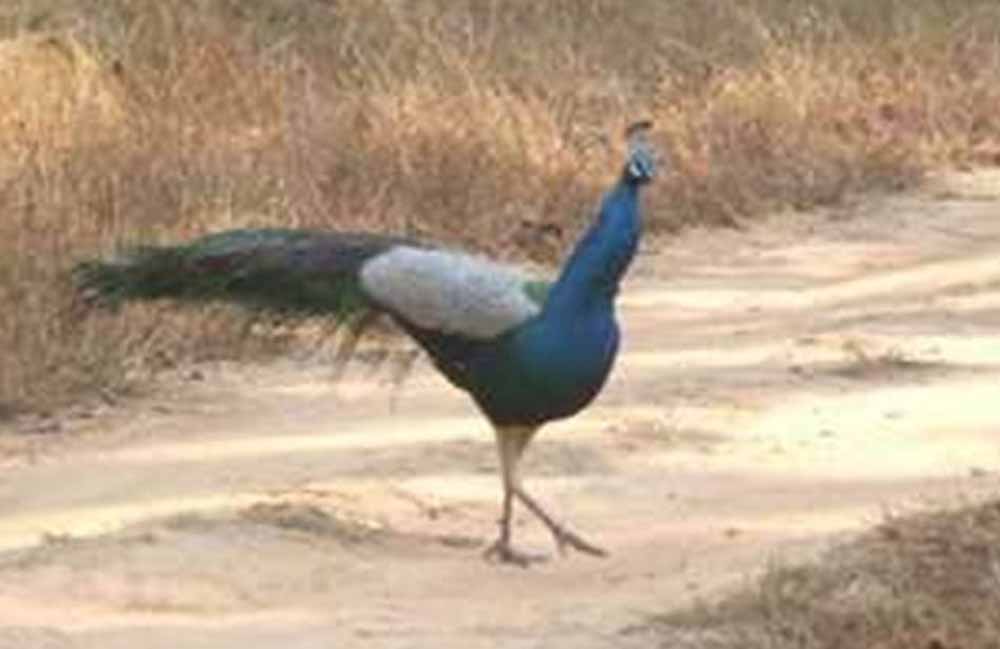 मध्य प्रदेश के झाबुआ में 11 मोरों की मौत, कीटनाशक से जहरीला भोजन बना कारण