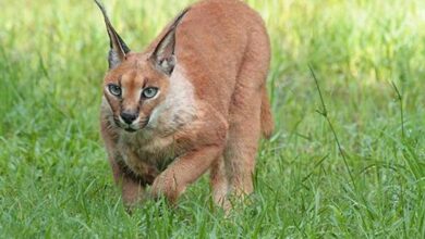 गाँधी सागर अभयारण्य में पाया गया दुर्लभ स्याहगोश