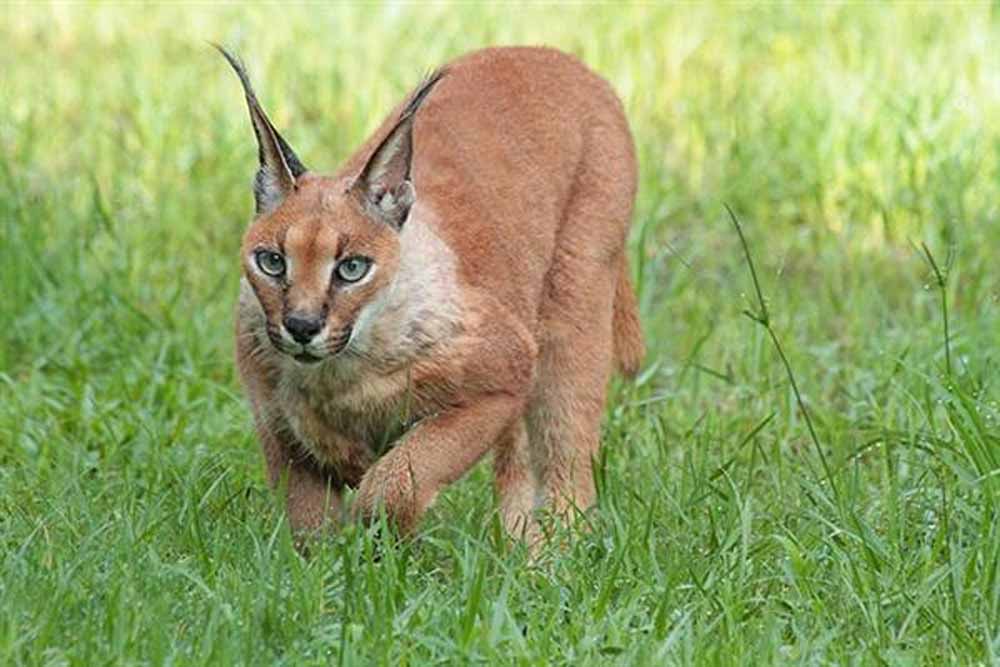 गाँधी सागर अभयारण्य में पाया गया दुर्लभ स्याहगोश