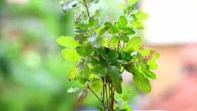 एक बगिया मां के नाम परियोजना का प्रशिक्षण 12 जुलाई को