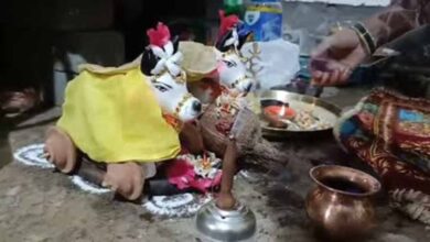 प्रदेश में धूमधाम से मनाया जा रहा पोला तिहार, बैलों की सजावट ने बढ़ाई रौनक