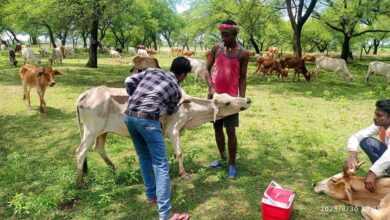 पशु चिकित्सा शिविर में मवेशियों को लम्फी बीमारी से बचाव हेतु टीकाकरण