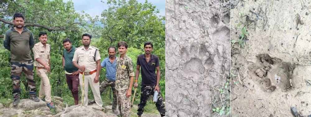 हाथियों के बाद अब बाघ का साया : जंगल में मिले पैरों के निशान, गांवों में अलर्ट हाथियों के बाद अब बाघ का साया : जंगल में मिले पैरों के निशान, गांवों में अलर्ट