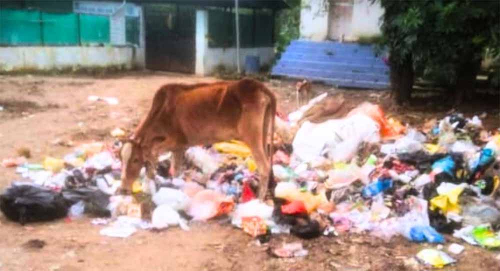 बिलासपुर में 40 किलो पन्नी ने ली गाय की जान, नगर निगम कर्मचारियों पर सवाल