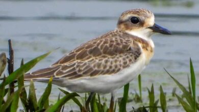 खैरागढ़ में 3 साल बाद लौटा दुर्लभ प्रवासी पक्षी ग्रेटर सैंड प्लोवर