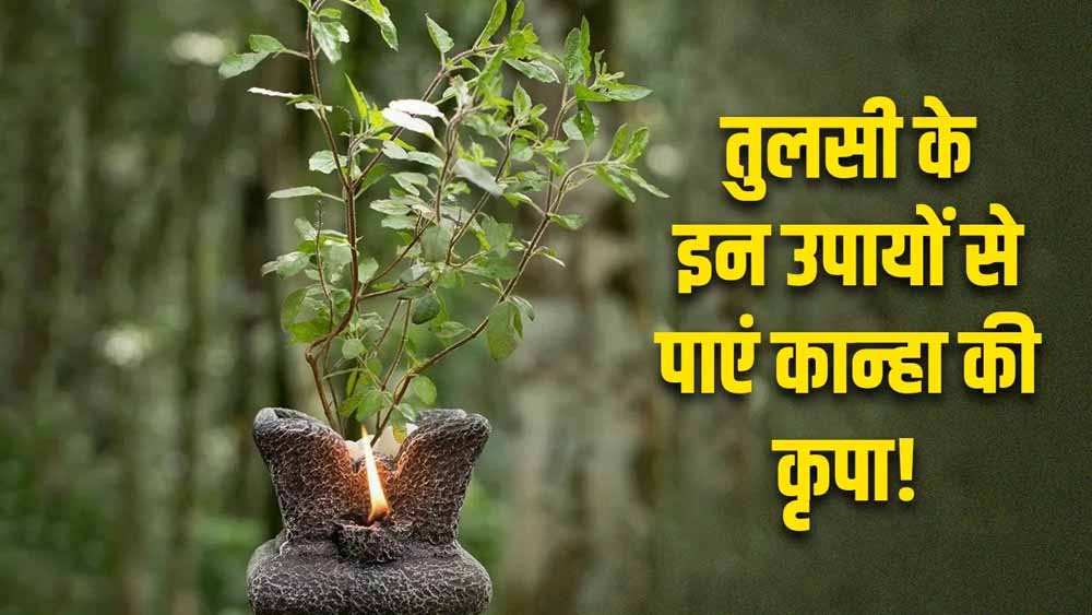कृष्ण जन्माष्टमी पर अपनाएं तुलसी के ये आसान उपाय, बढ़ाएं धन-समृद्धि