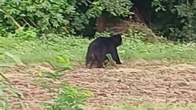 सूरजपुर में भालू का आतंक: हमले में युवक गंभीर घायल, गांव में दहशत