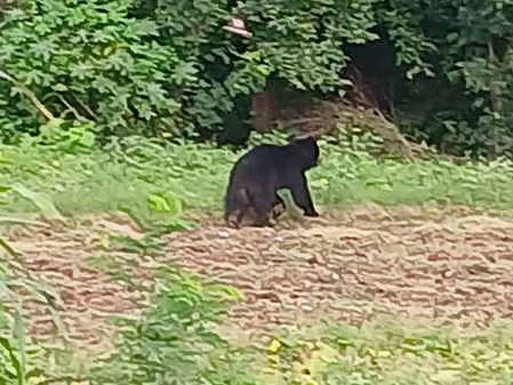 सूरजपुर में भालू का आतंक: हमले में युवक गंभीर घायल, गांव में दहशत