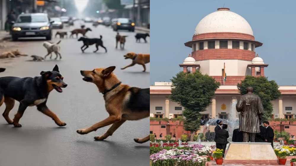 बच्चे मर रहे हैं… सुप्रीम कोर्ट में डॉग लवर्स पर भड़के SG तुषार मेहता बच्चे मर रहे हैं… सुप्रीम कोर्ट में डॉग लवर्स पर भड़के SG तुषार मेहता