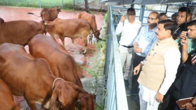 पशुपालन से किसानों की बढ़ेगी आय,बनेंगे आत्मनिर्भर:मुख्यमंत्री डॉ. मोहन यादव