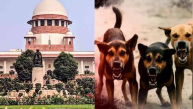 शेल्टर होम में सिर्फ आक्रामक कुत्ते रखे जाएंगे, बाकी को छोड़ा जाएगा: सुप्रीम कोर्ट शेल्टर होम में सिर्फ आक्रामक कुत्ते रखे जाएंगे, बाकी को छोड़ा जाएगा: सुप्रीम कोर्ट
