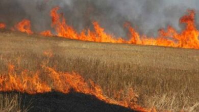 MP में किसानों को सिखाया जाएगा फसल अवशेष प्रबंधन, धान की पराली और गेहूं की नरवाई से मिलेगा दोहरा लाभ