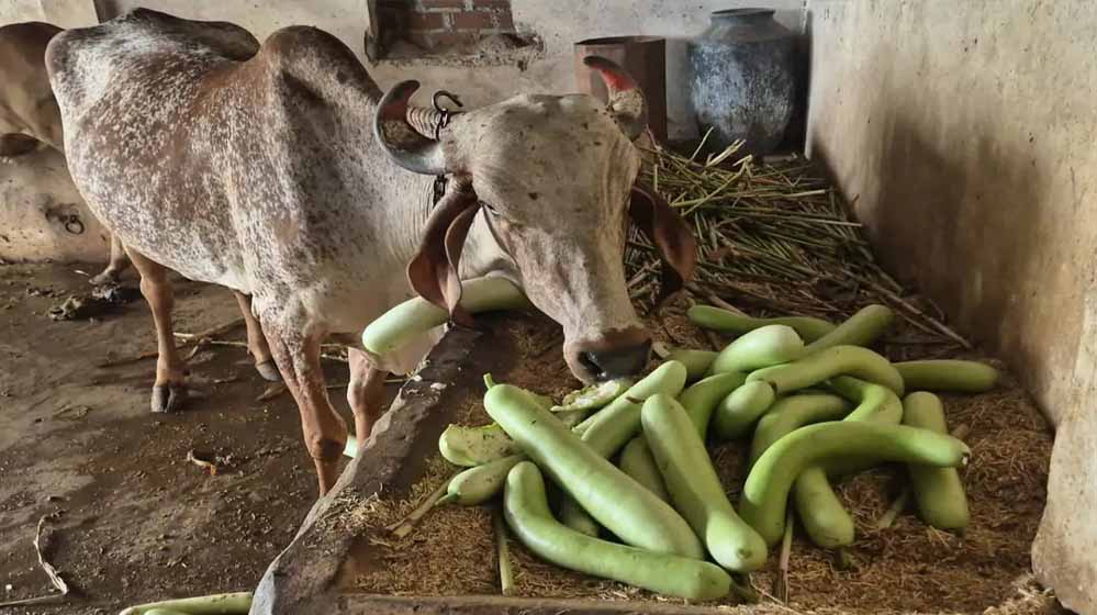 बड़वानी में किसान मजबूर, लौकी न बिकने पर मवेशियों को खिला रहे