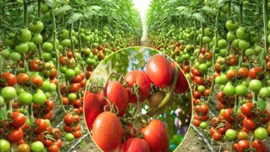 खेती में नई पहचान: टमाटर उत्पादन में नंबर-1, सब्जियों में तीसरे स्थान पर मध्यप्रदेश