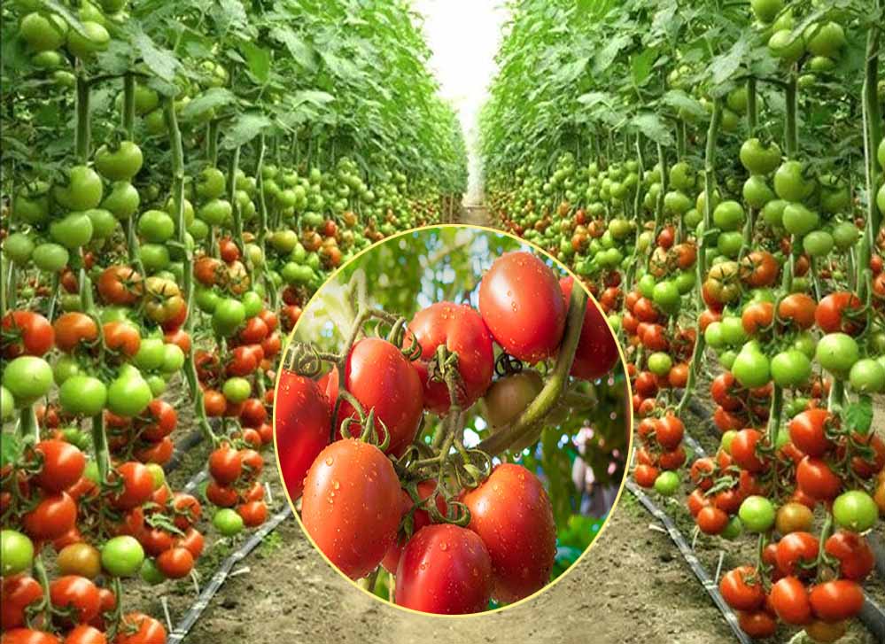 खेती में नई पहचान: टमाटर उत्पादन में नंबर-1, सब्जियों में तीसरे स्थान पर मध्यप्रदेश खेती में नई पहचान: टमाटर उत्पादन में नंबर-1, सब्जियों में तीसरे स्थान पर मध्यप्रदेश