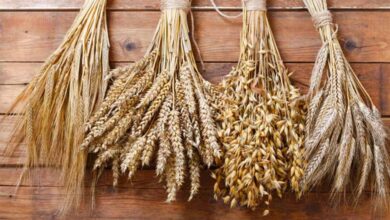 देश में जल्द आएंगी गेहूं और जौ की 18 नई पोषक किस्में