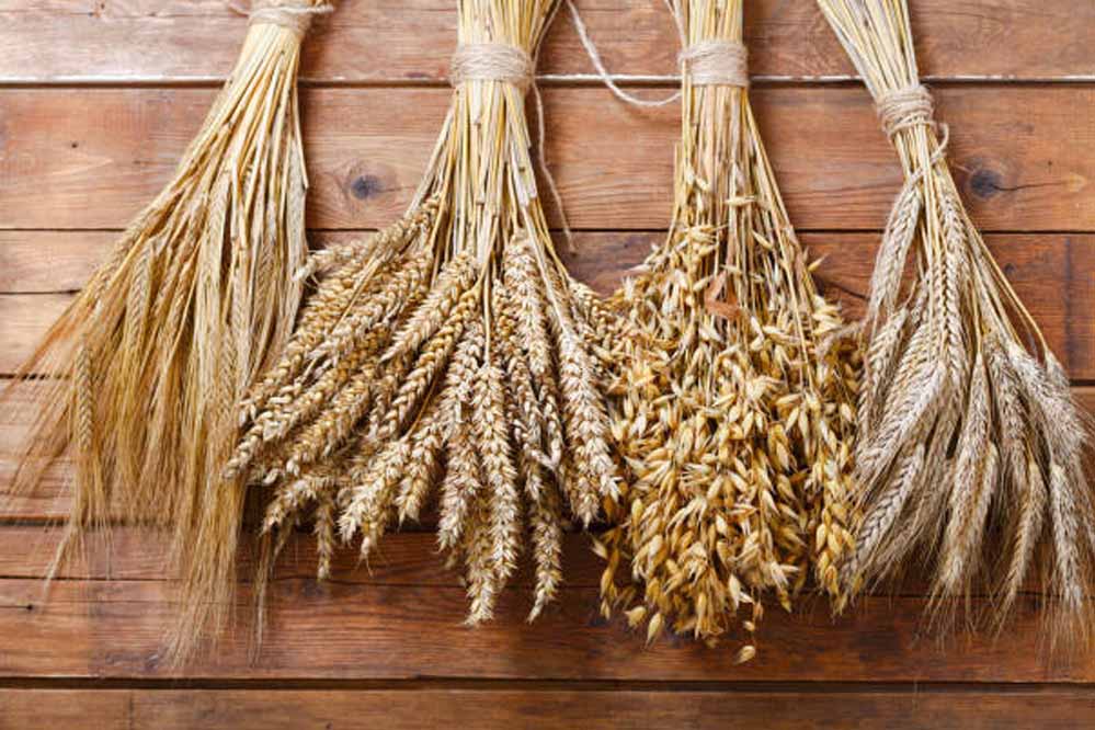 देश में जल्द आएंगी गेहूं और जौ की 18 नई पोषक किस्में