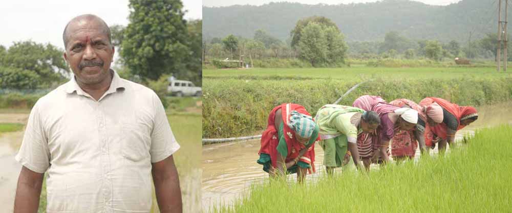 समय पर मिला खाद, खिल उठी उम्मीदें, संतोष की मेहनत में भरेंगे रंग