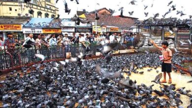 मुंबई में कबूतरखानों पर ब्रेक: 51 बंद, दाना खिलाना बैन, 100 लोगों पर जुर्माना