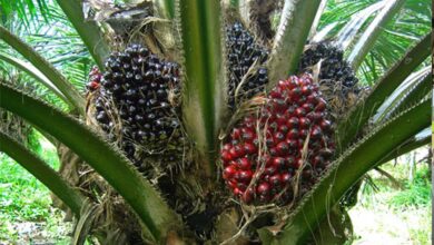 रायपुर : पॉम की खेती से किसानों को मिलेगा आय का स्थायी जरिया