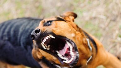 मध्य प्रदेश में डॉग बाइट्स के आंकड़े: भोपाल में सबसे कम, रतलाम में सबसे ज्यादा मामले