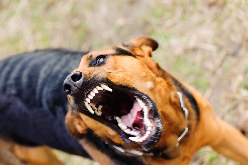 मध्य प्रदेश में डॉग बाइट्स के आंकड़े: भोपाल में सबसे कम, रतलाम में सबसे ज्यादा मामले