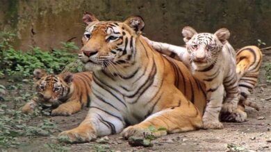 बाघों की बढ़ती गिनती पर संकट: जंगल घटे, अब गांवों का विस्थापन ही विकल्प!