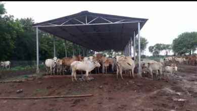 छत्तीसगढ़ में ‘गौधाम योजना’ की शुरुआत – पशुधन सुरक्षा, नस्ल सुधार और ग्रामीण अर्थव्यवस्था को मिलेगा संबल छत्तीसगढ़ में ‘गौधाम योजना’ की शुरुआत – पशुधन सुरक्षा, नस्ल सुधार और ग्रामीण अर्थव्यवस्था को मिलेगा संबल