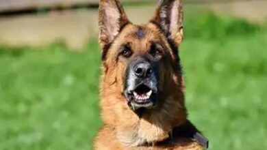 कुशीनगर में भयावह हमला: अवारा कुत्तों ने महिला को नोच-नोचकर मार डाला कुशीनगर में भयावह हमला: अवारा कुत्तों ने महिला को नोच-नोचकर मार डाला