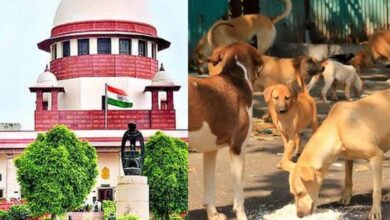 दिल्ली-NCR में कुत्तों से जुड़ा मामला अब CJI की निगरानी में
