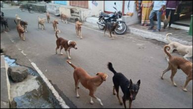 आवारा कुत्तों का आतंक: 10 साल की बच्ची पर झुंड का हमला, मुश्किल से बची जान