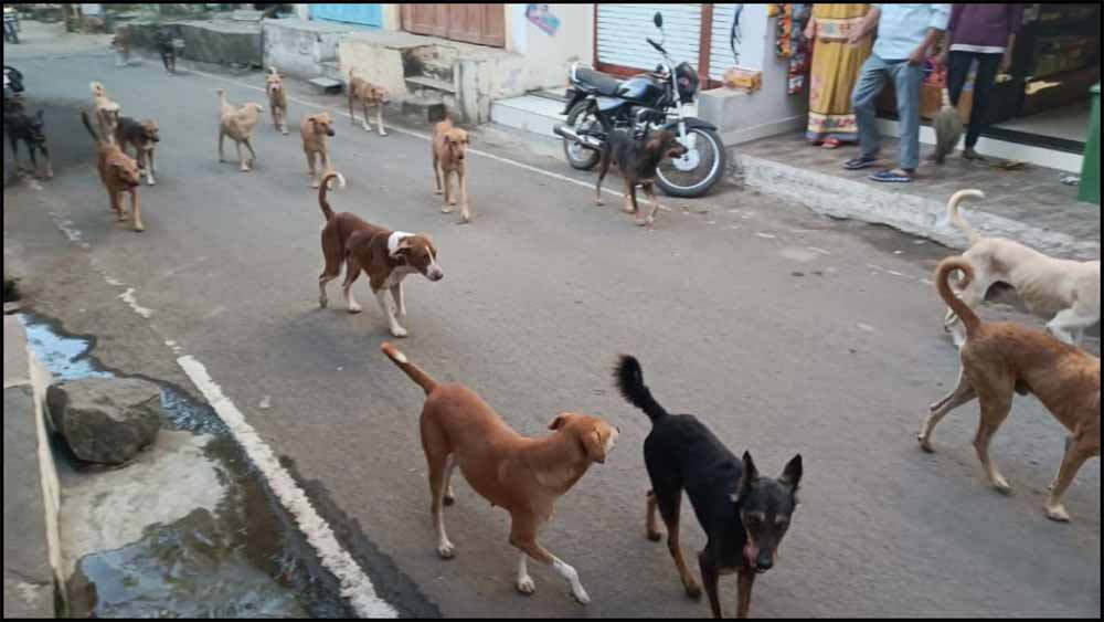 आवारा कुत्तों का आतंक: 10 साल की बच्ची पर झुंड का हमला, मुश्किल से बची जान