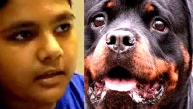 कुत्तों के हमले से डरा मासूम बोला – ‘जब तक कुत्ते पकड़े नहीं जाते, स्कूल नहीं जाऊंगा’ कुत्तों के हमले से डरा मासूम बोला – ‘जब तक कुत्ते पकड़े नहीं जाते, स्कूल नहीं जाऊंगा’