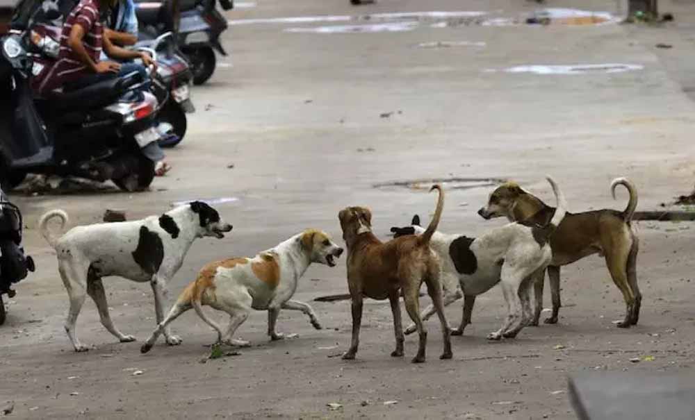 SC ने दिल्ली के कुत्तों पर मीलॉर्ड की अपील खारिज की