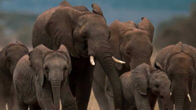 MP में जंगली हाथियों से अब मिलेगी डिजिटल सुरक्षा, लॉन्च हुआ ‘गजरक्षक’ मोबाइल ऐप