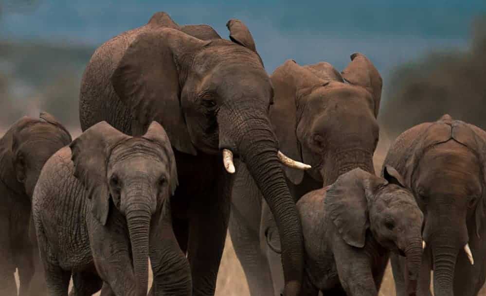 MP में जंगली हाथियों से अब मिलेगी डिजिटल सुरक्षा, लॉन्च हुआ ‘गजरक्षक’ मोबाइल ऐप MP में जंगली हाथियों से अब मिलेगी डिजिटल सुरक्षा, लॉन्च हुआ ‘गजरक्षक’ मोबाइल ऐप