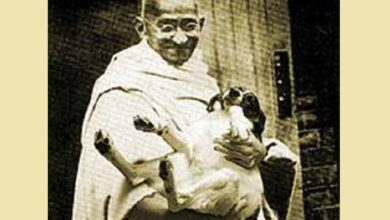 जब 60 पागल कुत्तों को मारने पर गांधीजी ने दी थी सहमति, जानें क्या था तर्क