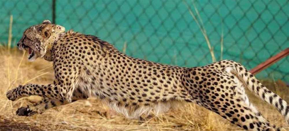राजस्थान में मादा चीता ‘ज्वाला’ का शिकार, टीम ने ट्रेंकुलाइज कर सुरक्षित किया