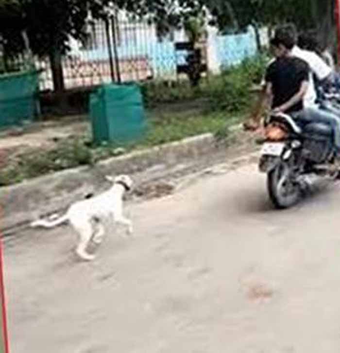 क्रूरता का शर्मनाक वीडियो: कुत्ते को बाइक के पीछे बांधकर दौड़ाया गया क्रूरता का शर्मनाक वीडियो: कुत्ते को बाइक के पीछे बांधकर दौड़ाया गया